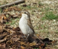 Averla piccola Lanius collurio
