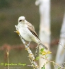 Averla piccola Lanius collurio