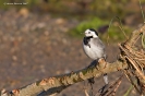 Ballerina bianca Motacilla alba