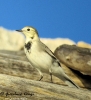 Ballerina bianca Motacilla alba