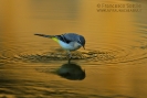 Ballerina gialla Motacilla cinerea