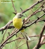 Ballerina gialla Motacilla cinerea