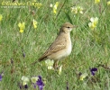 Calandro Anthus campestris