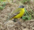 Cutrettola Motacilla flava