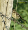 Cutrettola (juv)