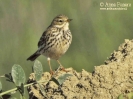 Pispola Anthus pratensis