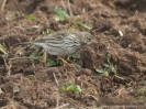 Pispola Anthus pratensis