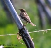 Motacillidae