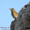 Prispolone Anthus trivialis