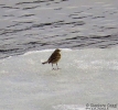 PASSERIFORMES