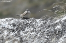 Motacillidae