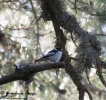 Balia dal collare