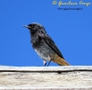 Muscicapidae