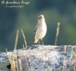 Culbianco Oenanthe oenanthe