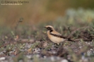 Monachella del deserto Oenanthe deserti