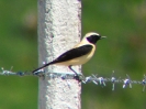 Monachella (Foto: Mimmo Bevacqua)