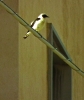 Monachella (Foto: Giuseppe Arcidiacono)