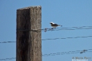 Monachella