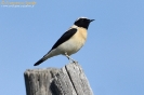 Monachella