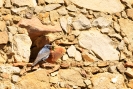 Passero solitario (Foto: Francesco Sottile)