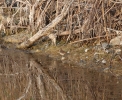 Pettazzurro (Foto: Giuseppe Martino)