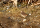 Muscicapidae