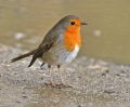 Pettirosso Erithacus rubecula