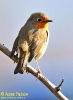 PASSERIFORMES