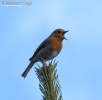 Pettirosso Erithacus rubecula