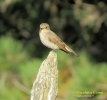 Pigliamosche Muscicapa striata