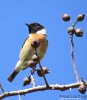 Saltimpalo Saxicola rubicola