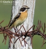 Stiaccino Saxicola rubetra