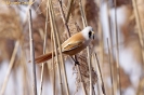 Panuridae