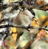 Cincia bigia