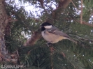 Paridae