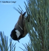 Cincia mora Periparus ater
