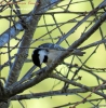 Cincia mora Periparus ater