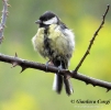 Cinciallegra Parus major