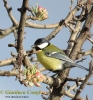 Paridae