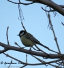 Paridae