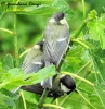 Paridae