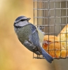 Cinciarella Cyanistes caeruleus