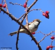Passeridae