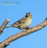 Passera lagia Petronia petronia