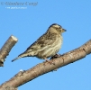Passeridae