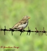 Passera lagia Petronia petronia