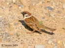 Passera mattugia