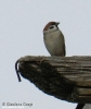 Passera mattugia Passer montanus