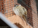 Passera mattugia Passer montanus