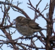 Passeridae